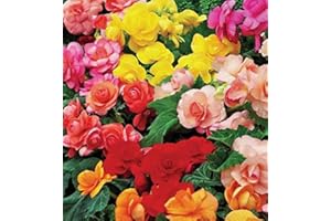 FLORIANA-BULBOSE Bulbos de Flores (5 X Begonia GRANDIFLORA MIX)