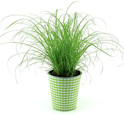 Katzengras Pflanze "Extra weich"+ Dekotopf Grün/weiss mit Wasserspeicher, zur Verdauungsunterstützung ihrer Stubentiger!