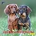 Dackel und Dackeline by 