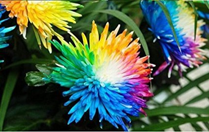 25x Bunte Blumen Samen Regenbogen Saatgut Blumensamen Hingucker Pflanze Blumen Rarität Garten Neuheit #94 - 3