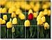 Produktbild Blume Bild Badezimmer Fliesen Wandbild F220. 32,4 x 43,2 cm mit (12) 4,25 x 4,25 Keramik Fliesen.