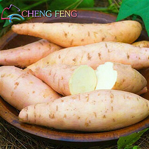 50pcs / bag High Yield Gemüsesamen Ipomoea Batatas Samen Riesen Süßkartoffel Pflanze Essbare grünes Blattgemüse - 3