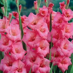 FernsFly IMP. Sword lily Gladiolus | Gladiola | Gladioli Flower Bulbs Home Outdoor Flowering Gardening Bulbs Blooming planting (Pack of 5 Applause Gladiolus)