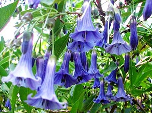 iochroma australis - trompe d'angeli BLU - 5 SEMI