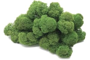 preserved Mousse de Renne stabilisée, Lichen de Renne Mur Vegetal Interieur, Cadre Vegetal, Terrarium, Decoration Naturelle, DIY, Tableau Vegetal, compositions Florales (Nature, 100 grammes)
