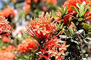 Creative Farmer Live Flower Plant Hybrid Ixora Red Chethy Povu Honey-Suckers Ornamental Plant Garden Plant(1 Healthy Live Plant)