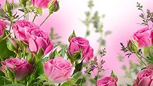 ISEE 360 Impressive Rose Flowers Wall Laminated Posters for Home Living Kids Study Bed Room Kitchen Office Decor Stylish Printed Wall Poster 300 GSM L X H 18 X 12 Inches