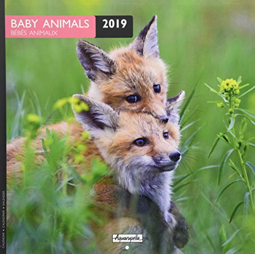 Download Aquarupella 2019 BabyAnimals: 30 x 30 cm Bildkalender Download Aquarupella 2019 BabyAnimals: 30 x 30 cm Bildkalender