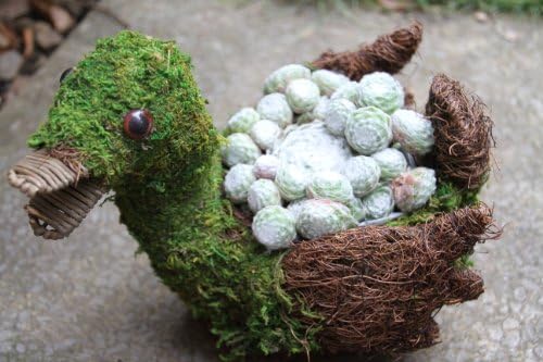 Hand Made Duck Basket Planter With One Sempervivum Plant In 9cm Pot