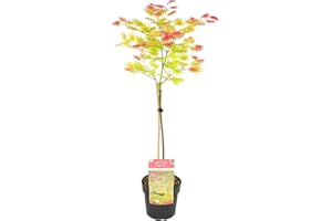 BLOOMIQUE Tronco Acer shirasawanum 'Moonrise' - Acero giapponese - Arbusto - Robusto - ⌀19 cm - 80-100 cm