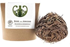 YAKEBA Rose by Jericho, Medium, Selaginella lepidophylla, in gift box, perfect indoor plant as decoration or terrarium/bottle garden accessories, next to moss or stone plants