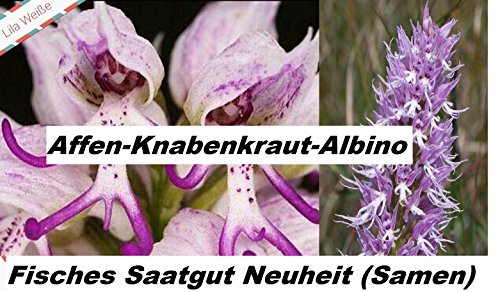 25x Affen Orchidee Blumen Pflanze Blumensamen Affen Knabenkraut Albino Zimmerpflanze Saatgut Samen Neuheit #35