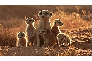 Meecaa Paint by Numbers Animal Meerkat Cute Kit for Adults Beginner DIY Oil Painting 16x20 inch (Animal, Framed)