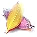 Imported 50Pcs Natural Magnolia Skeleton Leaf Leaves Card Scrapbook - Mixed Color RS.240.00
