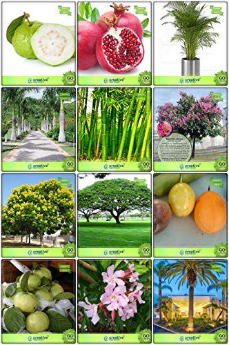 Creative Farmer High Quality Seeds Combo Fruit & Fruit : Passion Fruit - Yellow, Thailand Guava, Areca Palm, Bottle Palm Seeds, Big Bamboo, Date Palm, Pride Of India, Copperpod, Raintree, Nerium Oleander, Guava, Pomagranate Fruit Seeds For Home Garden