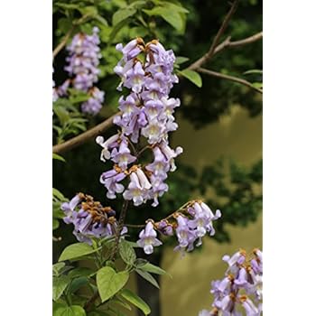 Blauglockenbaum (Paulownia fortunei) Fast Blue® blau
