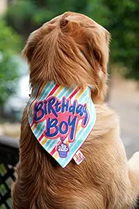 Lana Paws Adjustable Birthday Boy Dog Bandana/Scarf (M-L)_Pack of 1, Multicolor