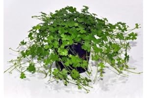 WFW wasserflora Hydrocotyle cf. tripartita (Hydrocotyle sp. 'Japan') TOP-Rarität