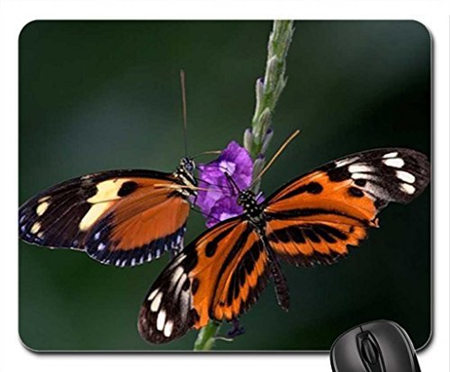 Preisvergleich Produktbild Schmetterling auf Echinacea Mauspad, Mousepad (Schmetterlinge Mauspad) #010