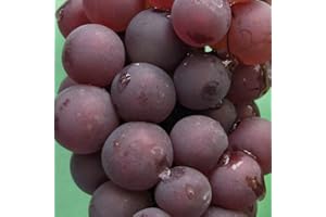 BAUMSCHULE WEDROWSKI W Rose Vigne Lidia 2L - Plante de Jardin, Arbres fruitiers - la Décoration Parfaite pour Votre Propriété - Pour les Débutants et les Jardiniers Professionnels