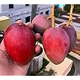 PAJUSDYASI-Grafted hybrid Healthy Original "Red Miyazaki Mango" Live plant,Pack of 1(Plant- 1.5 Feet Height) Healthy Fruit Plant For Home Garden Plants Tree