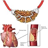 RUDRADIVINE One Mukhi Certified Half Moon Shaped Indian Rudraksha in White Metal Cap for Heart Patients