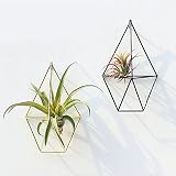 ❤ Tamaño: 21 cm/8.27in LianLe 2 Stk Distressed Aire Planta Soporte Triangular - Maceta para Airplant Tilla ndsia, Negro