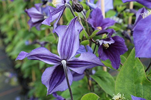 Clematis, Waldrebe, Stauden-Clematis – Im 2lt. Topf, Höhe 60-100cm, mit 3 Bambus gestäbt - 3