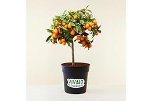 Kumquat "Fortunella margarita" mandarino cinese pianta innestata in vaso ø22 H 70/80 cm Agrumi di Sicilia, Made in Italy, Vivaio di Castelletto