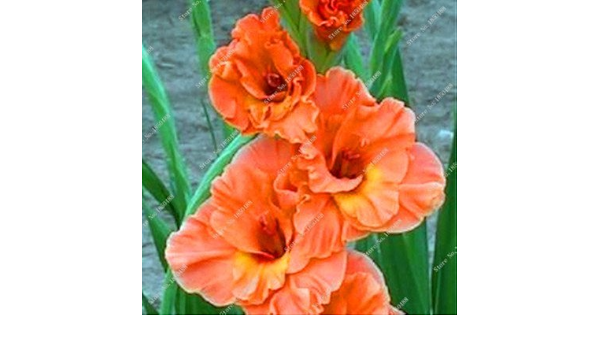 Utensili per il giardinaggio Beautiful Flower Bulbi simboleggia 