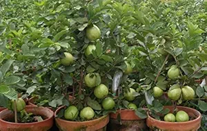 M-Tech Gardens 1 Healthy Rare Live Plant  Dwarf Guava  psidium guajava Small Size Plant