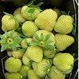 Green view® Sweet Green Strawberry Fruit Live Plant-Green Variety Hybrid Sweet and Juicy Strawberry Healthy Delicious Fruit Plant for Home and Terrace Garden with Pot Pack of 1