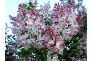 SVI Lilas français, Syringa vulgaris, Graines arbustifs (Fast, odorant, Hardy, Hedge Showy) 30