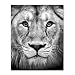 Produktbild PHOTOLINI Poster 'Lion' 40x50 cm Motiv Natur Landschaft Design Löwe Afrika