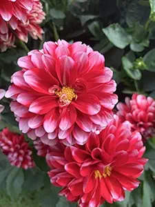 Flowering Booster for Increasing Number of Flowers and Growth of Plant for All Types of Plants(1000ml)