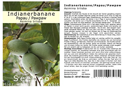 Seedeo Indianerbanane / Papau / Pawpaw (Asimina triloba) 3 Samen
