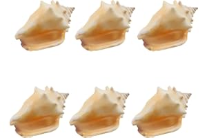 Yuqilin 6 Piezas Conchas de Mar Decoracion, Caracolas de Mar Artesanía, Natural Conchas, Océano Bisuteria Manualidades, para Fiestas Temáticas de Playa, Pecera, Decoraciones para el Hogar
