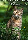 Wildkatzen - scheue Jäger (Tischkalender 2017 DIN A5 hoch): Beindruckende Fotografien der europäischen Wildkatze (Monatskalender, 14 Seiten) (CALVENDO Tiere) by