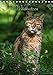 Wildkatzen - scheue Jäger (Tischkalender 2017 DIN A5 hoch): Beindruckende Fotografien der europäischen Wildkatze (Monatskalender, 14 Seiten) (CALVENDO Tiere) by
