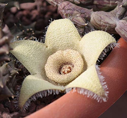 Preisvergleich Produktbild 4723 Orbea by Farmerly