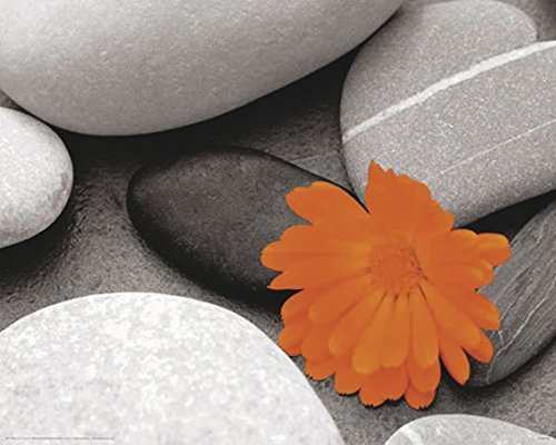 Preisvergleich Produktbild Steine & Ringelblume Poster Pebbles Marigold
