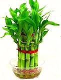 SMZ BRANDLINES 2 Layer Lucky Bamboo Indoor Plant for Feng Shui (Green, Total About 20 Stalks)