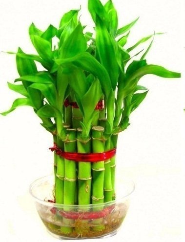 SMZ BRANDLINES 2 Layer Lucky Bamboo Indoor Plant for Feng Shui (Green, Total About 20 Stalks)