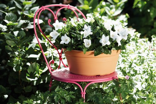 elho Green Basics Schale Blumentopf 38cm – Lebhaft Schwarz - 4