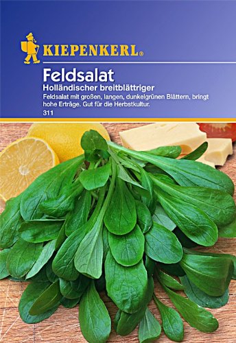 Kiepenkerl Feldsalat Holländischer breitblättriger