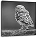 Produktbild süße Eule auf Ast schwarz/weiß, Format: 70x70 auf Leinwand, XXL riesige Bilder fertig gerahmt mit Keilrahmen, Kunstdruck auf Wandbild mit Rahmen, günstiger als Gemälde oder Ölbild, kein Poster oder Plakat