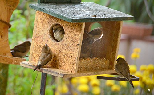 Nature Forever Garden Bird Feeder