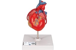 3B Scientific Corazón Clásico con Bypass, De 2 Piezas - 3B Smart Anatomy
