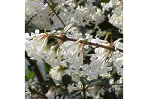 ARBORIX, PLUS VERT - MOINS CHER Osmanthus Delavayi- Osmanthe de Delavay 30-40 cm en conteneur