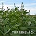 Produktbild PlenTree Herb - Lemon Basil - 100 Heirloom Seeds + Free Gift